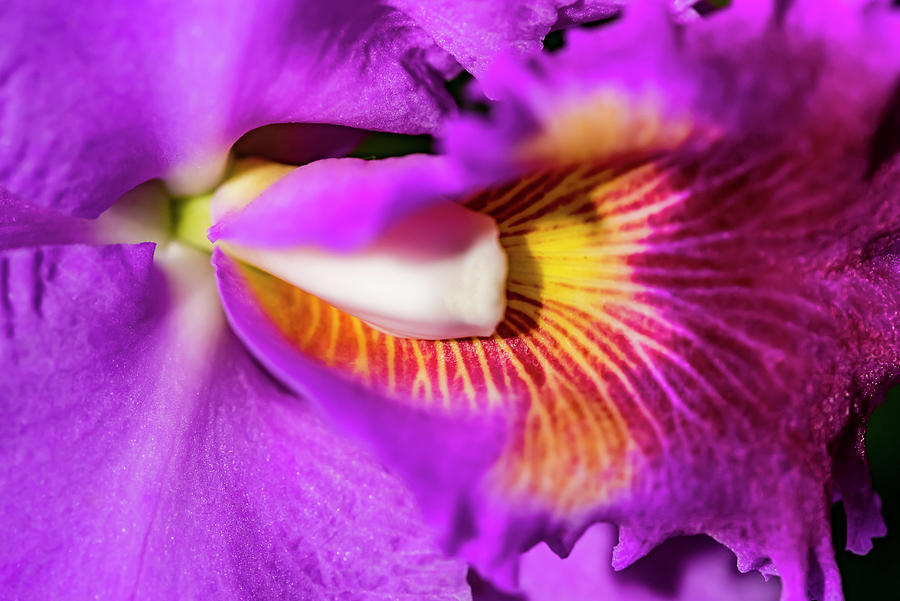 Orchid Photograph - Exotic Orchid 06 by Eva Bane