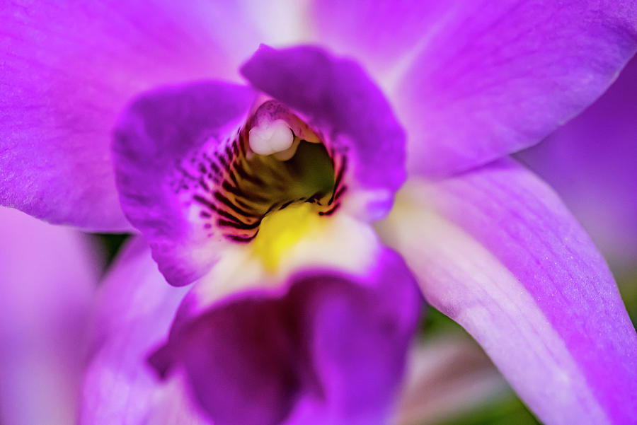Orchid Photograph - Exotic Orchid 07 by Eva Bane
