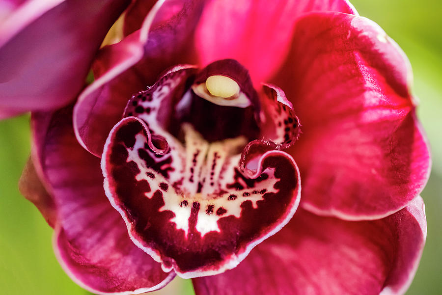 Orchid Photograph - Exotic Orchid 08 by Eva Bane
