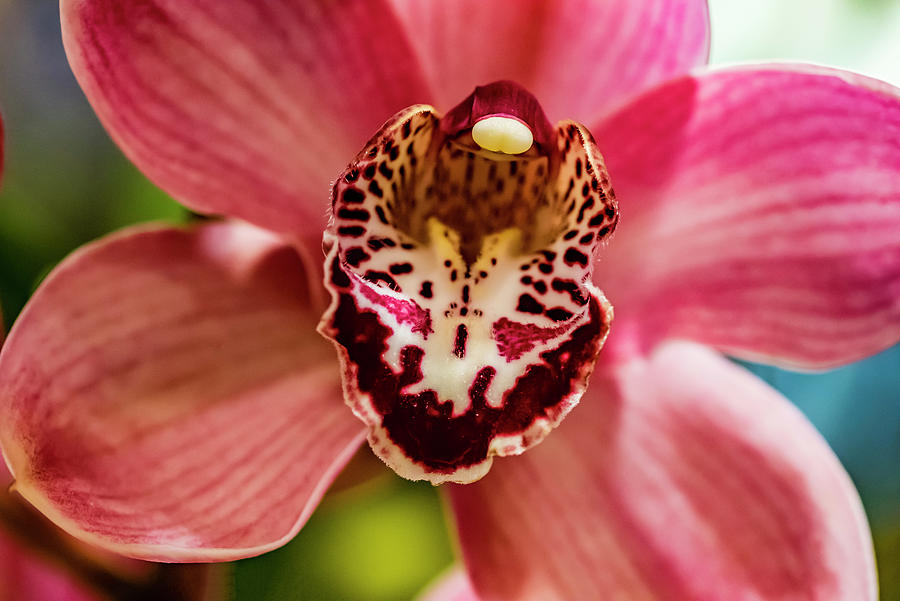 Orchid Photograph - Exotic Orchid 09 by Eva Bane
