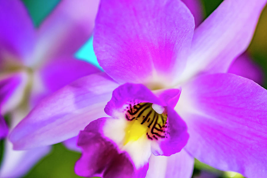Orchid Photograph - Exotic Orchid 11 by Eva Bane
