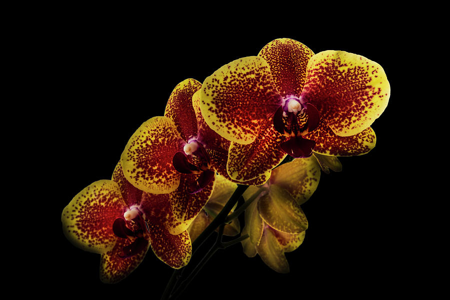 Exotic Orchid Beauty Photograph by Debra and Dave Vanderlaan