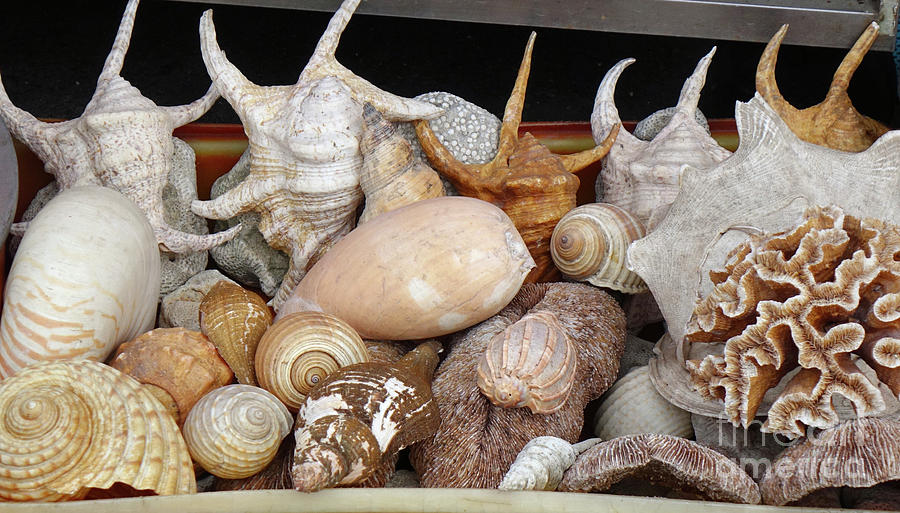 Exotic Sea Shells for Sale by Yali Shi Exotic Sea Shells for Sale by Yali Shi