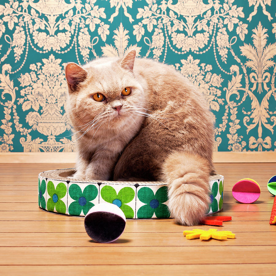 Toy Photograph - Exotic Shorthair Cat Looking Away While Sitting On Toy At Home by Cavan Images