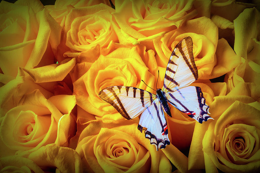 Exotic White Butterfly On Yellow Roses Photograph by Garry Gay
