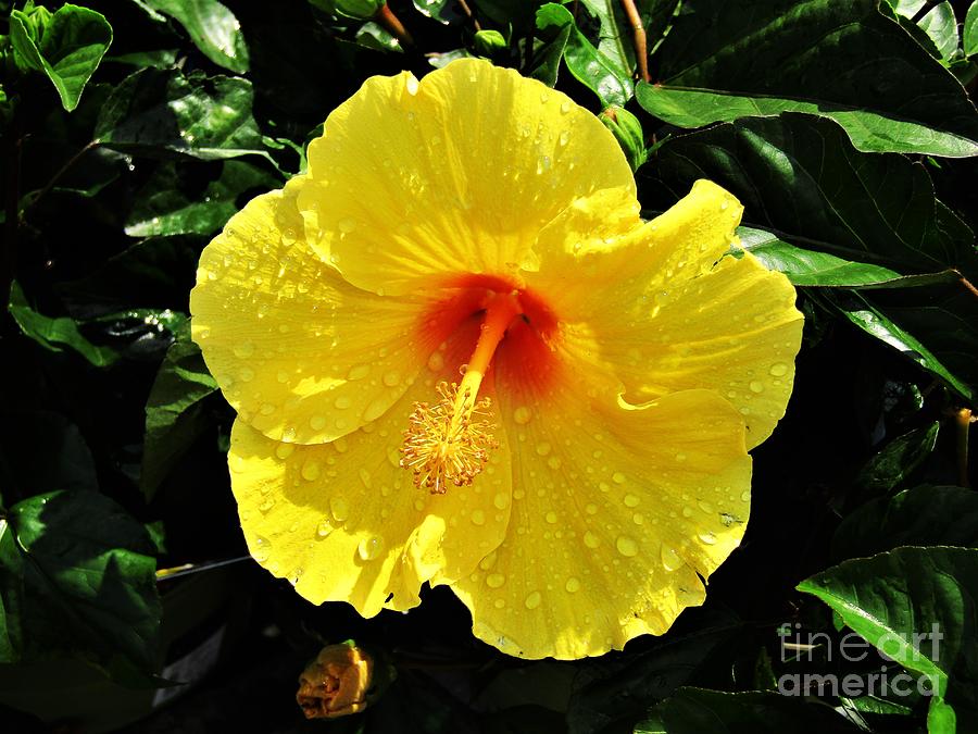 Exotic Yellow Rose of Sharon Photograph by Judy Bugg Malinowski