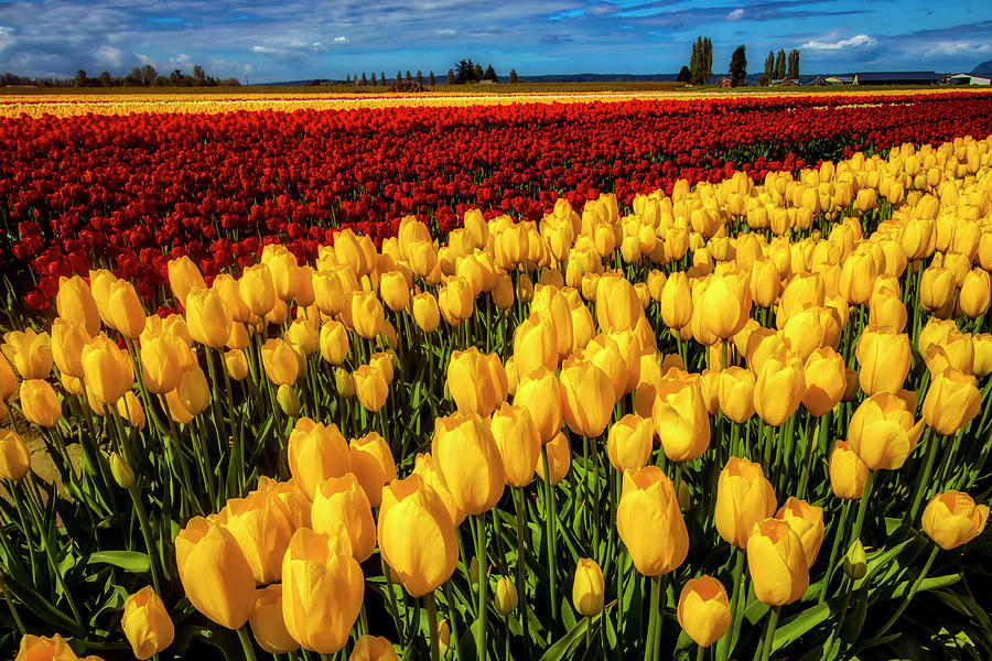 Expansive Field Of Tulips Photograph by Garry Gay