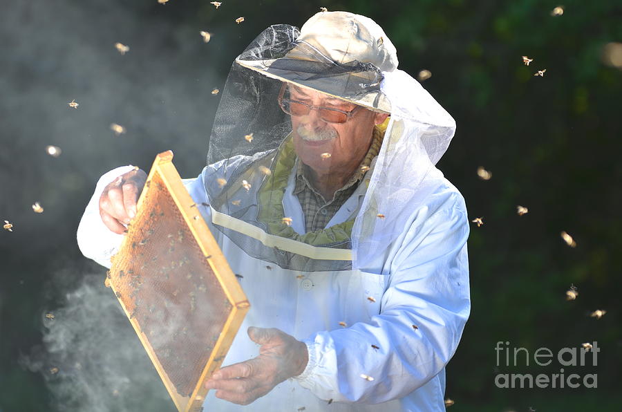 Bee Photograph - Experienced Senior Beekeeper Making by Darios Bee Photograph - Experienced Senior Beekeeper Making by Darios