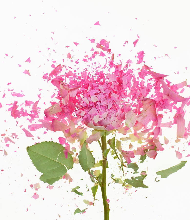 Exploding Pink Rose Photograph by Don Farrall Exploding Pink Rose Photograph by Don Farrall