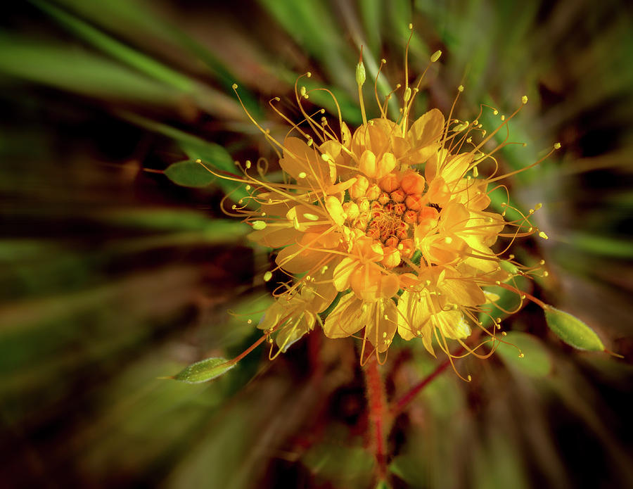 Exploding Wildflower Photograph by Jean Noren
