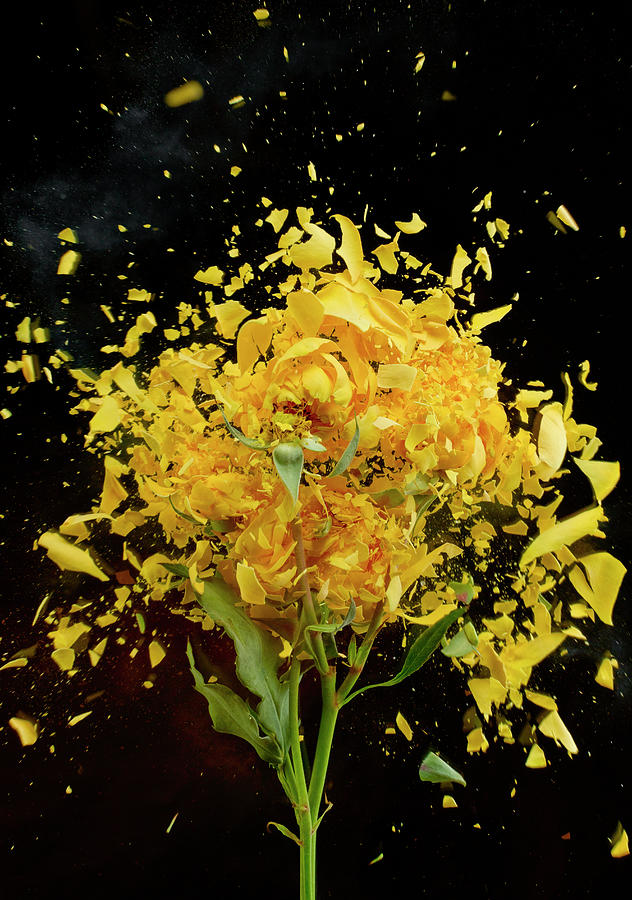 Exploding Yellow Roses Photograph by Don Farrall