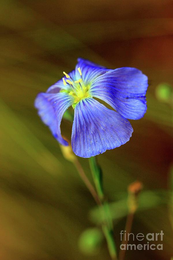 Spring Photograph - Exploiting the Talents - Blue Flax by Natural Abstract Photography
