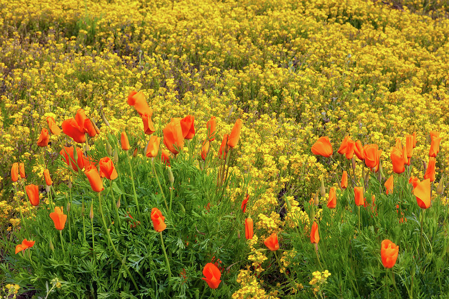 Explosion of Color by Rick Furmanek Explosion of Color by Rick Furmanek