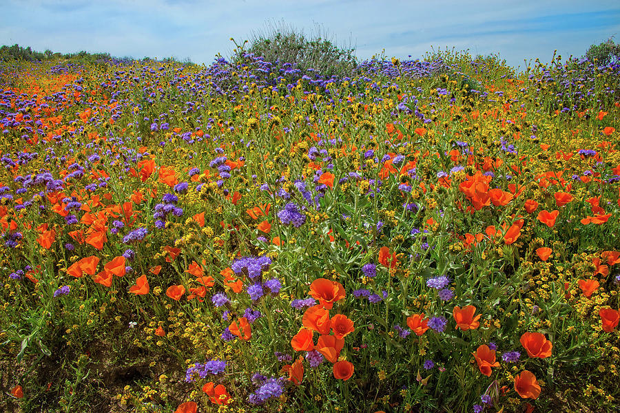 Explosion of Color - Superbloom 2019 Photograph by Lynn Bauer