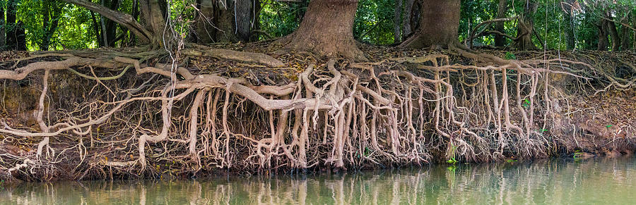 Exposed Tree Roots Reaching For Water Photograph by Panoramic Images