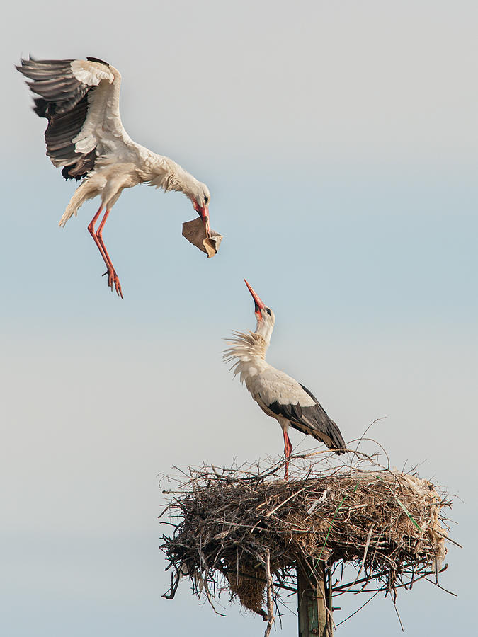 Stork Photograph - Express Delivery by Joan Gil Raga