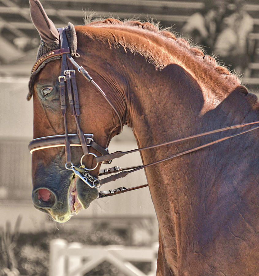 Horse Photograph - Expressive by JAMART Photography