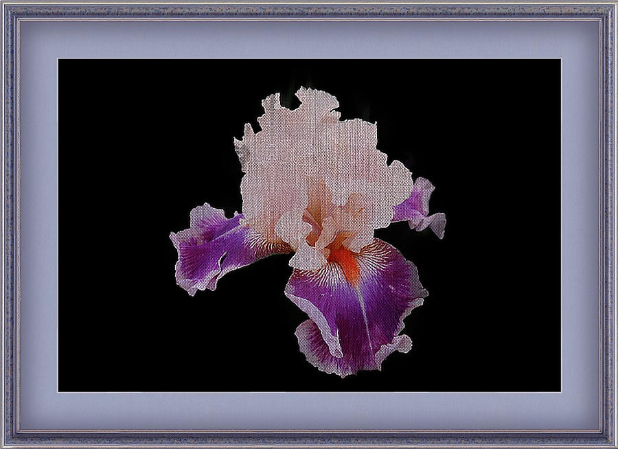 Exquisite Bearded Iris Framed Photograph by Clive Littin - Fine Art America