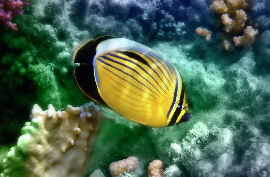 Exquisite Butterflyfish CloseUp Colorfully Photograph by Johanna Hurmerinta