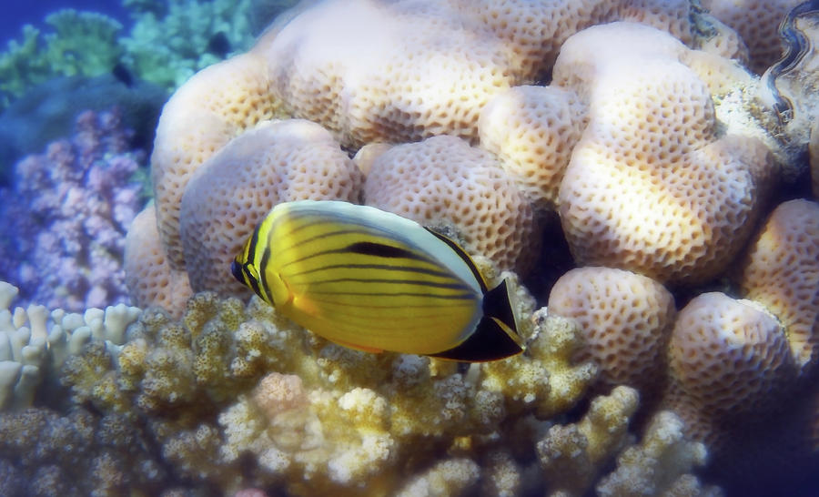 Exquisite Butterflyfish Closeup In The Red Sea Photograph by Johanna Hurmerinta