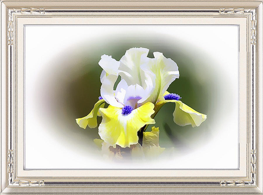 Exquisite Iris Framed Metal Print by Clive Littin Exquisite Iris Framed Metal Print by Clive Littin