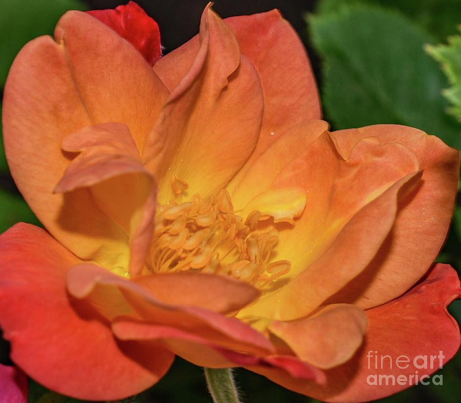 Exquisite Joseph's Coat Of Many Colors Rose by Cindy Treger Exquisite Joseph's Coat Of Many Colors Rose by Cindy Treger