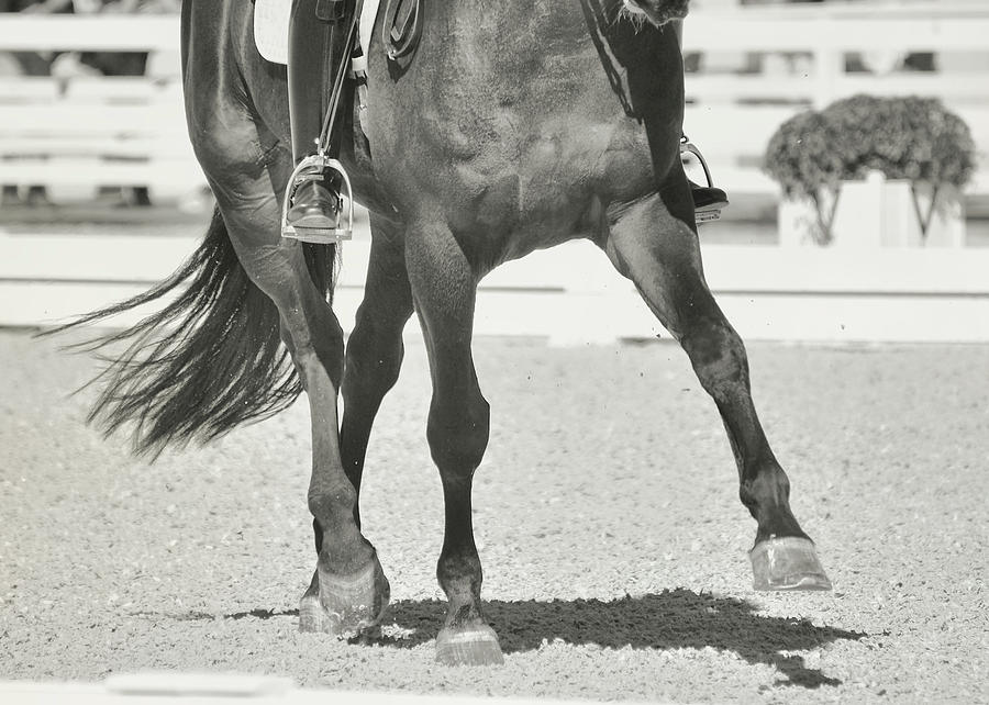 Extend The Trot Photograph by Dressage Design