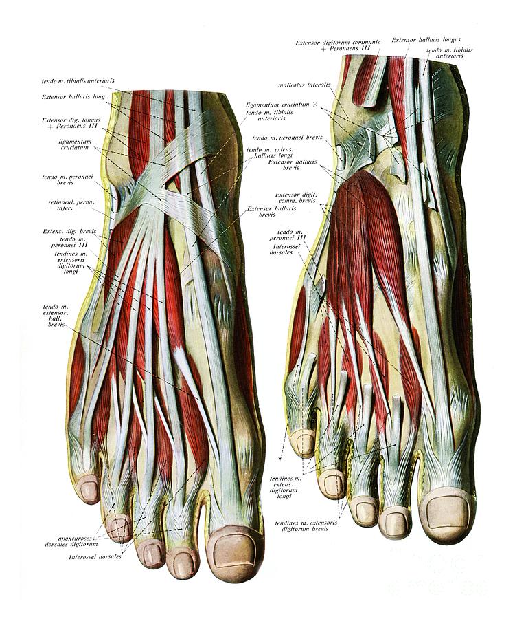 Extensor Tendons Of Foot Photograph by Microscape/science Photo Library