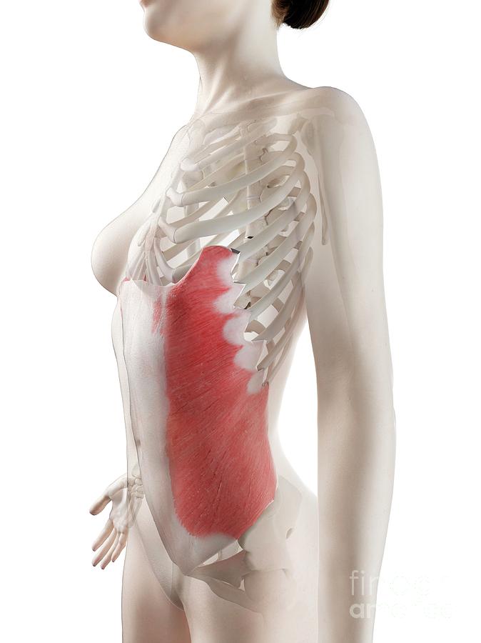Female Back Muscles Greeting Card by Sebastian Kaulitzki/science