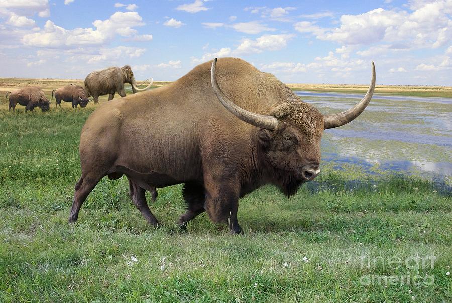 Extinct Bison Photograph by Roman Uchytel/science Photo Library