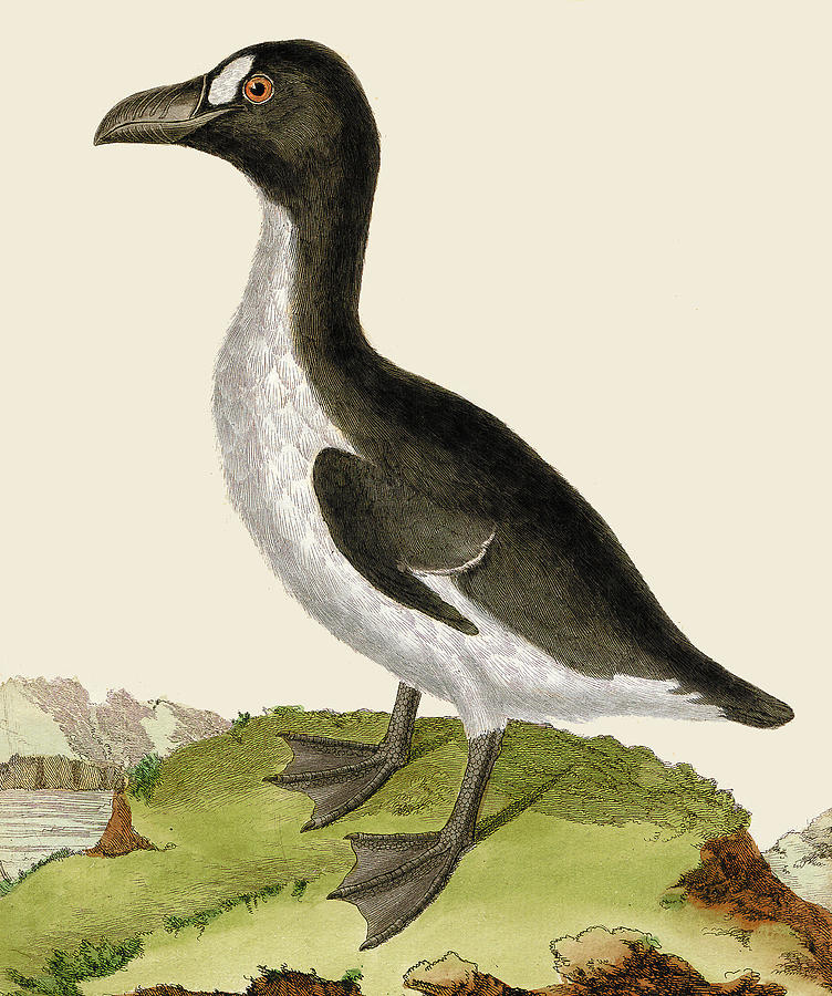 Extinct Great Auk, Illustration, 18th C Photograph by Science Source