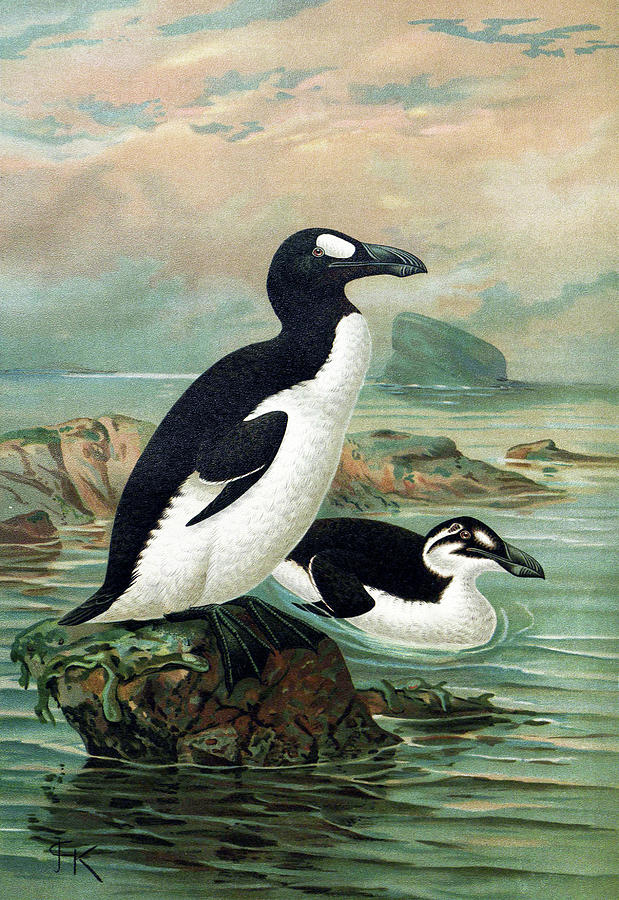 Extinct Great Auk, Illustration, 19th C Photograph by Science Source