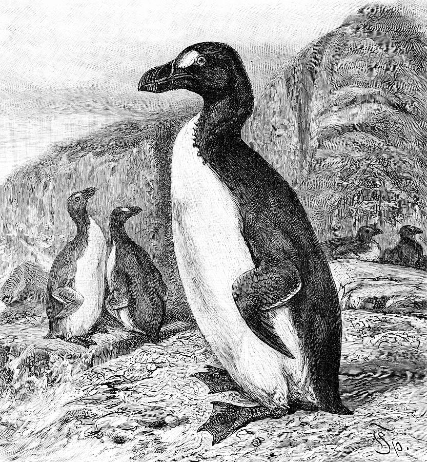 Extinct Great Auk, Illustration Photograph by Science Source