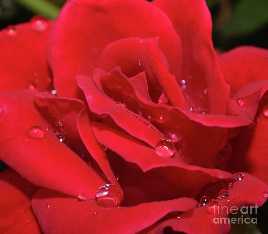 Extraordinary Beauty - Double Knock Out Rose Photograph