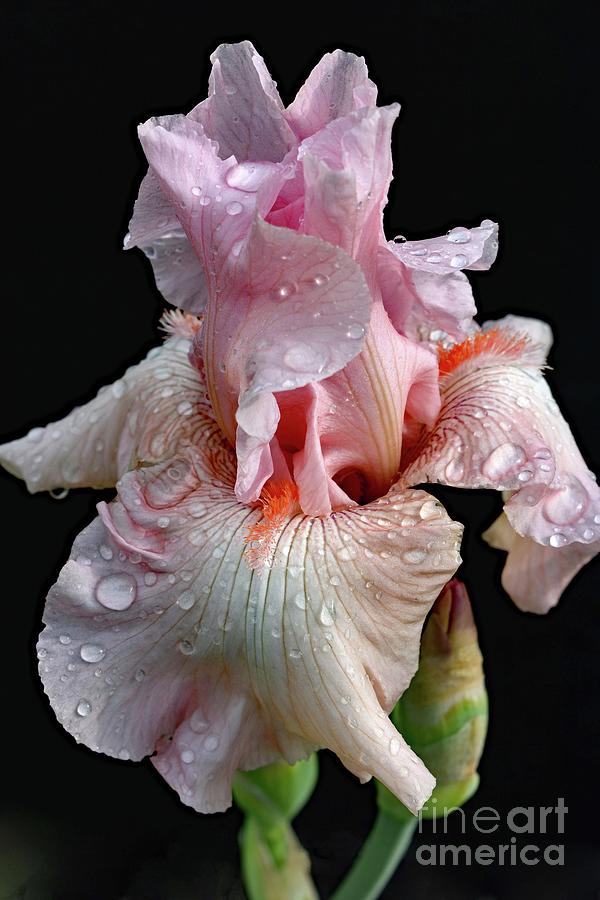 Extraordinary Pink Bearded Iris Photograph