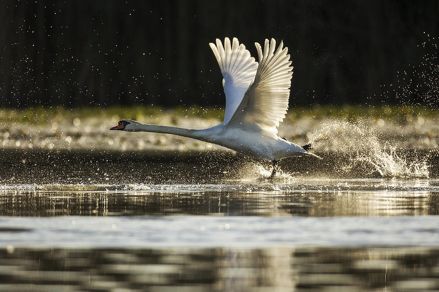 Extraordinary Swan Photograph by Dan Mirica