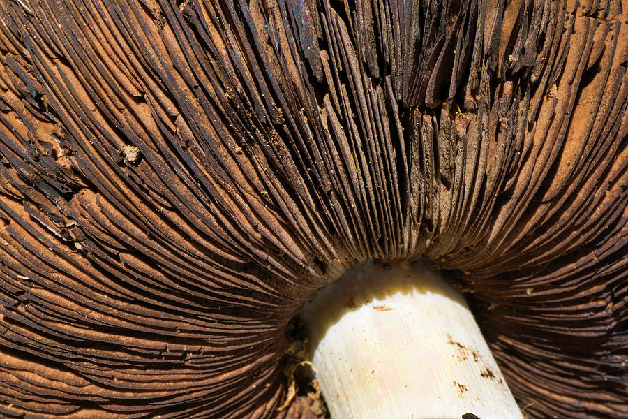 Mushroom Photograph - Extreme Close Up of a Mushroom by Tammy Kelly