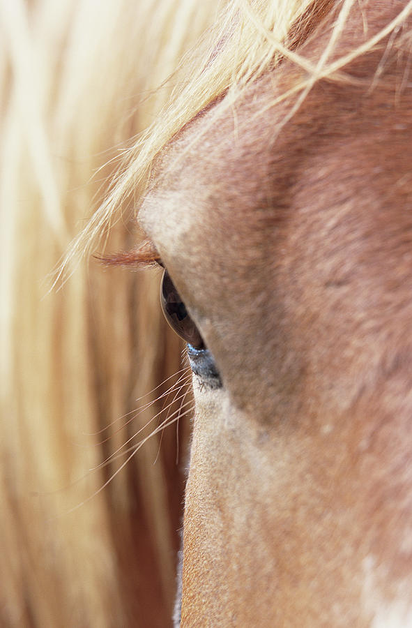 Extreme Close Up Of Horses Eye Photograph by Art Wolfe