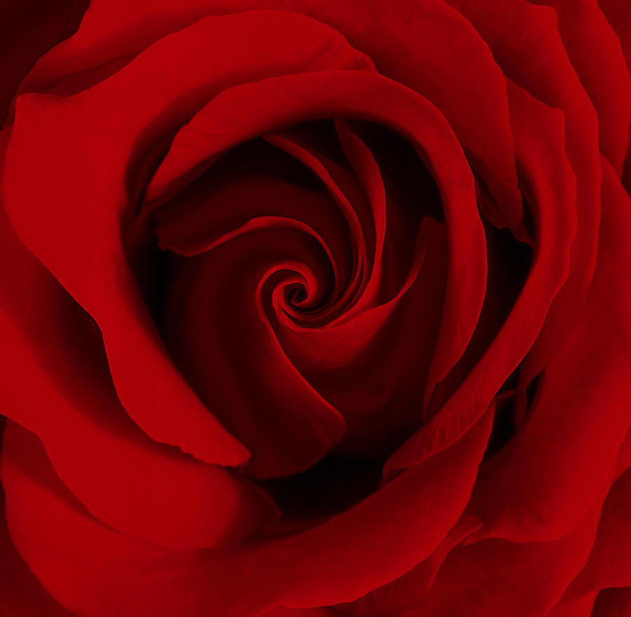 Extreme Close-up Of Red Rose Photograph by James A. Guilliam Extreme Close-up Of Red Rose Photograph by James A. Guilliam