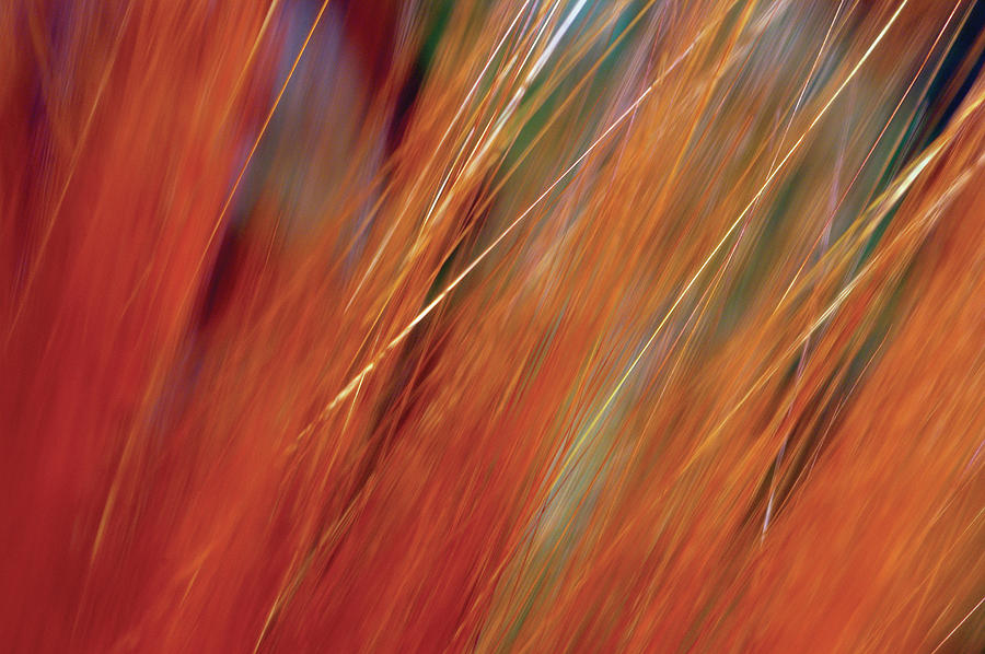 Extreme Close-up Of Wheat Growing In Photograph by Medioimages/photodisc