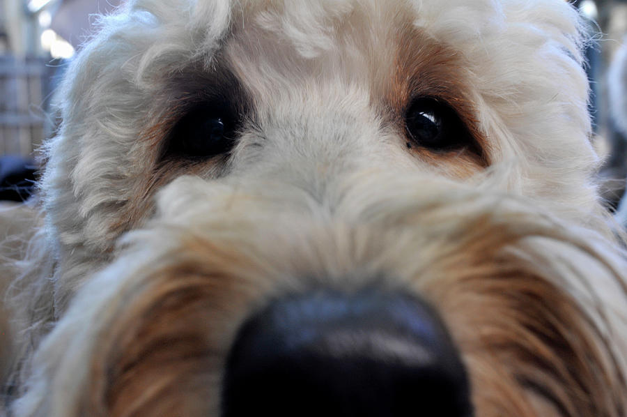 Extreme Closeup Of Face Of Cute, White Photograph by David Joel