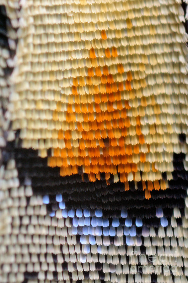 Macro Photograph - Extreme Macro Of Swallowtail Butterfly by D. Kucharski K. Kucharska Macro Photograph - Extreme Macro Of Swallowtail Butterfly by D. Kucharski K. Kucharska