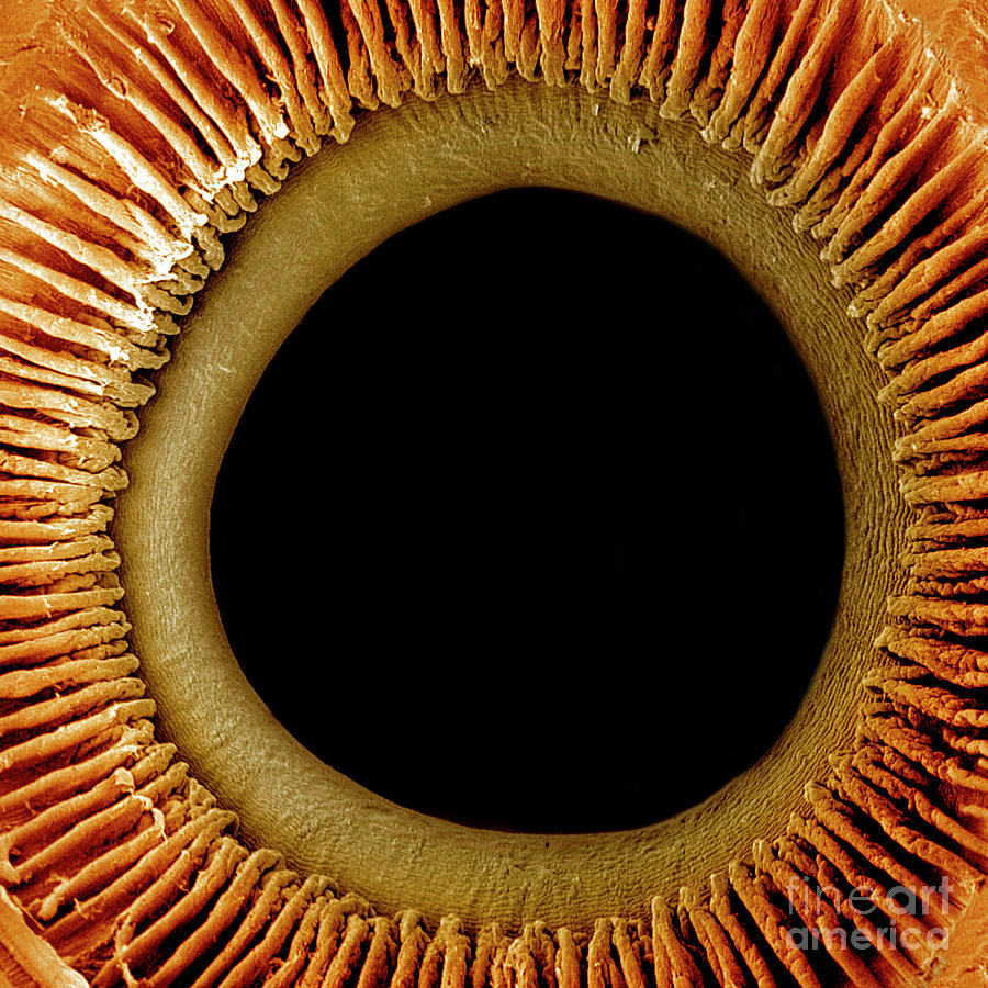 Eye Anatomy Photograph by Dr. Richard Kessel & Dr. Randy Kardon / Science Photo Library