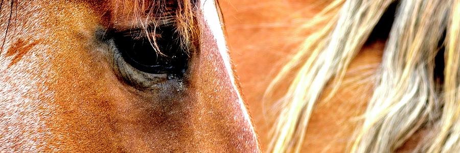 Eye And Mane Photograph by Jerry Sodorff
