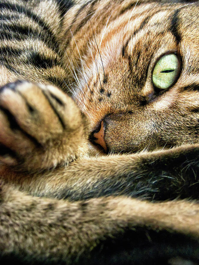 Eye Cat Photograph by Ramón Espelt Photography