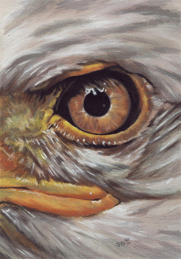 Bald Eagle Eye Painting - Eye-catching Bald Eagle by Barbara Keith