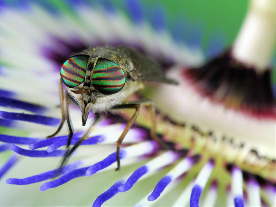 Insects Photograph - Eye-catching by Jimmy Hoffman