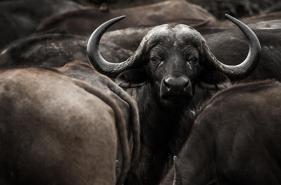 Buffalo Photograph - Eye Contact by Denise Eriksson