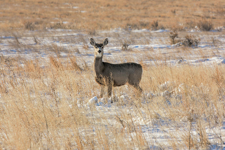 Deer Photograph - Eye Contact by Todd Klassy
