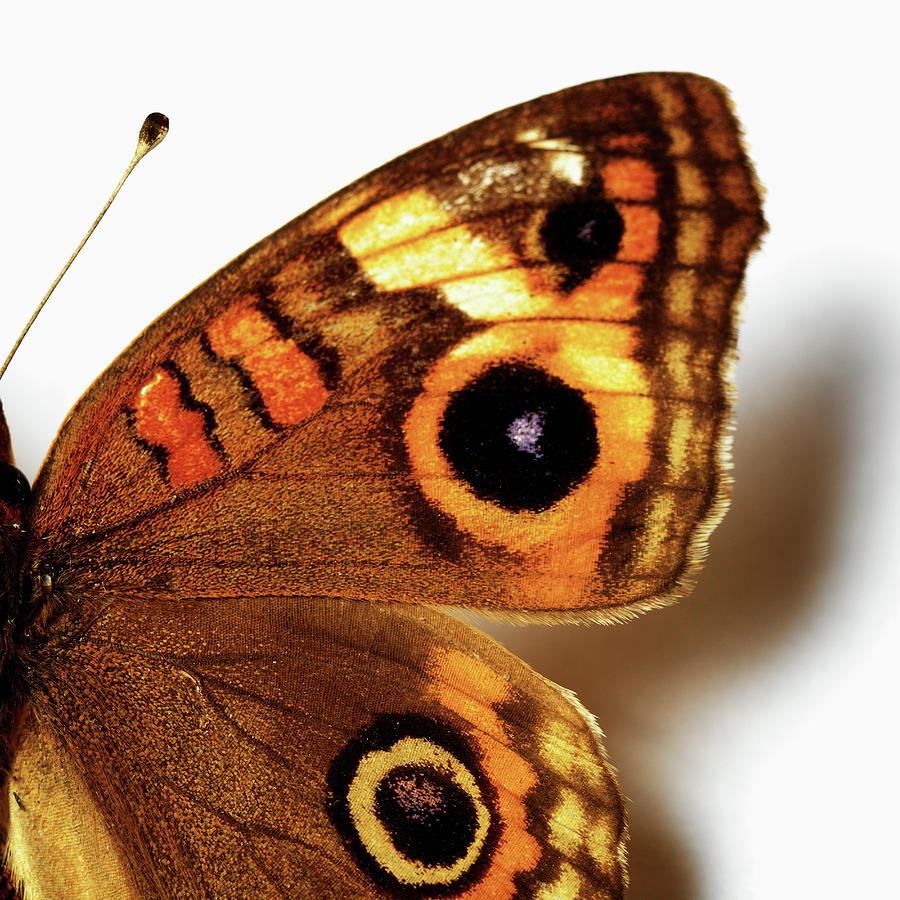Butterfly Digital Art - Eye-like Markings On Butterfly by Simon Murrell